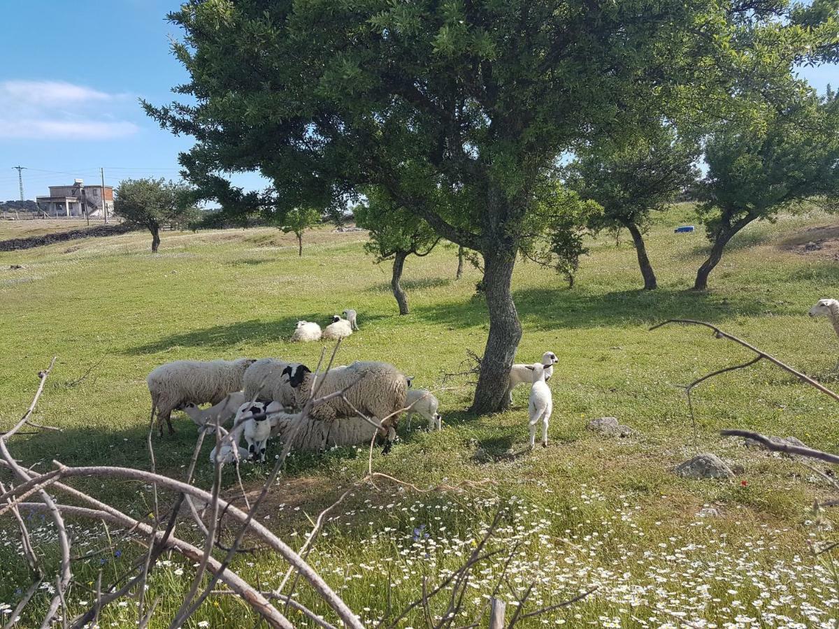 Alterna Köy Evi Ayvacik Exterior foto