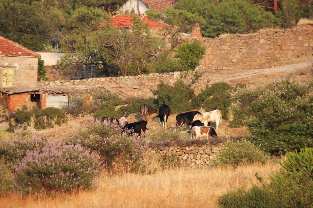 Alterna Köy Evi Ayvacik Exterior foto